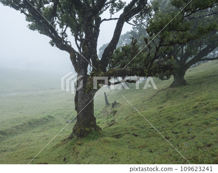 Fanal laurel forest in dense fog. Bizarre shape mossy trees, twisted branches, moss and fern. Mysterious atmosphere, scene like misty, creepy horror movie. Tourist point Fanal, Madeira, Portugal 109623241