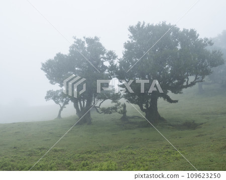 Fanal laurel forest in dense fog. Bizarre shape mossy trees, twisted branches, moss and fern. Mysterious atmosphere, scene like misty, creepy horror movie. Tourist point Fanal, Madeira, Portugal Fanal laurel forest in dense fog. Bizarre shape mossy trees, twisted branches, moss and fern. Mysterious atmosphere, scene like misty, creepy horror movie. Tourist point Fanal, Madeira, Portugal 109623250