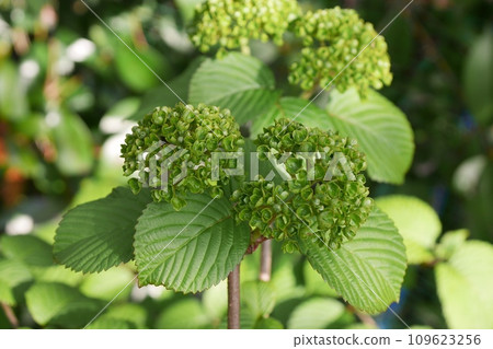 Otemari bud20220404 Otemari bud20220404 109623256