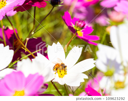在秋天晴朗的天空下,一隻蜜蜂在明亮、盛開的波斯菊花叢中吸食花蜜。 在秋天晴朗的天空下,一隻蜜蜂在明亮、盛開的波斯菊花叢中吸食花蜜。 109623292