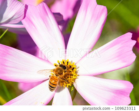 A bee sucks nectar in a bright, full-bloom cosmos field under a clear autumn sky. 109623311
