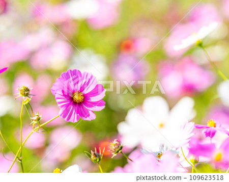 在秋日晴朗的天空下，一片明亮、盛開的波斯菊花田 109623518