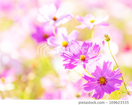 A bright, full-bloom cosmos field full of flowers under a clear autumn sky 109623535