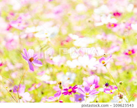 在秋日晴朗的天空下，一片明亮、盛開的波斯菊花田 109623543