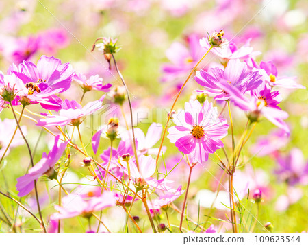 A bright, full-bloom cosmos field full of flowers under a clear autumn sky 109623544