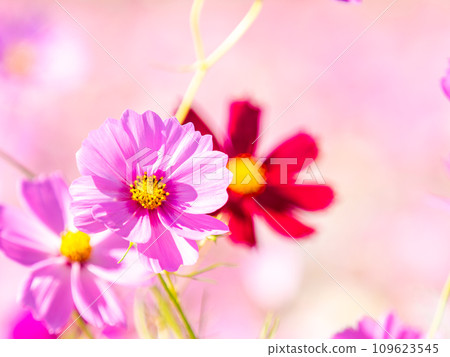 在秋日晴朗的天空下，一片明亮、盛開的波斯菊花田 109623545