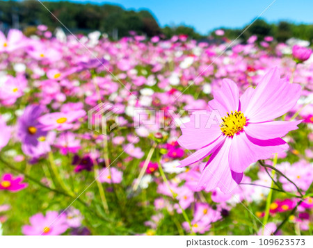 在秋日晴朗的天空下，一片明亮、盛開的波斯菊花田 109623573