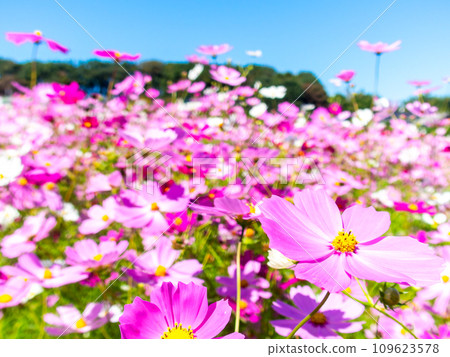 在秋日晴朗的天空下，一片明亮、盛開的波斯菊花田 109623578