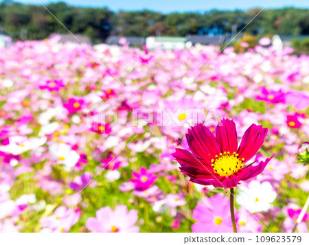 在秋日晴朗的天空下,一片明亮、盛開的波斯菊花田 在秋日晴朗的天空下,一片明亮、盛開的波斯菊花田 109623579