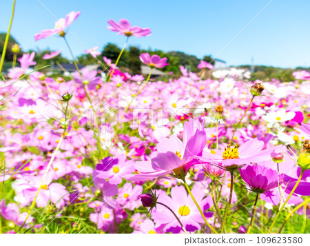 在秋日晴朗的天空下，一片明亮、盛開的波斯菊花田 109623580