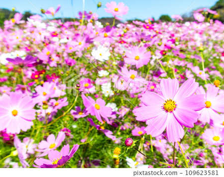 在秋日晴朗的天空下,一片明亮、盛開的波斯菊花田 在秋日晴朗的天空下,一片明亮、盛開的波斯菊花田 109623581