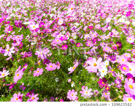 在秋日晴朗的天空下,一片明亮、盛開的波斯菊花田 在秋日晴朗的天空下,一片明亮、盛開的波斯菊花田 109623582
