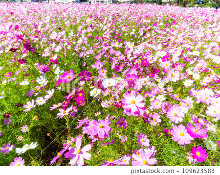 在秋日晴朗的天空下，一片明亮、盛開的波斯菊花田 109623583