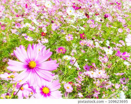 在秋日晴朗的天空下,一片明亮、盛開的波斯菊花田 在秋日晴朗的天空下,一片明亮、盛開的波斯菊花田 109623695