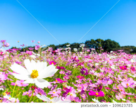 A bright, full-bloom cosmos field full of flowers under a clear autumn sky 109623785