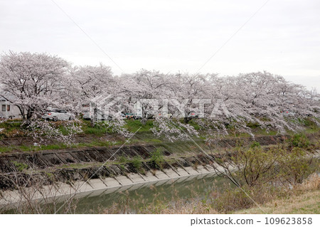 Ogaki City, Gifu Prefecture_Sakura trees on Sai River bank 3_March 2023 Ogaki City, Gifu Prefecture_Sakura trees on Sai River bank 3_March 2023 109623858