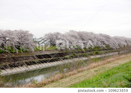 Ogaki City, Gifu Prefecture_Sakura trees along the Sai River bank 4_March 2023 Ogaki City, Gifu Prefecture_Sakura trees along the Sai River bank 4_March 2023 109623859