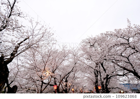 Ogaki City, Gifu Prefecture_Sakura trees along the Sai River bank 10_March 2023 Ogaki City, Gifu Prefecture_Sakura trees along the Sai River bank 10_March 2023 109623868