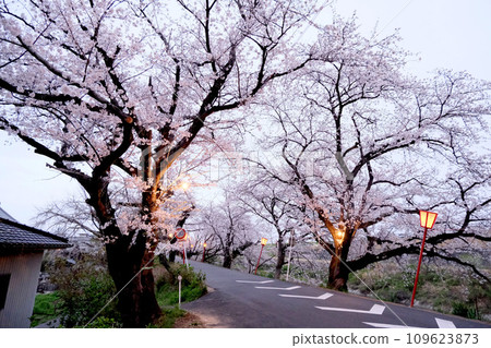Ogaki City, Gifu Prefecture_Sakura trees along the Sai River embankment 13_March 2023 Ogaki City, Gifu Prefecture_Sakura trees along the Sai River embankment 13_March 2023 109623873