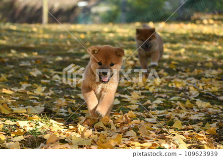 落葉和柴犬的地毯 落葉和柴犬的地毯 109623939