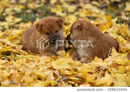 A Shiba Inu puppy nestled in a ginkgo leaf A Shiba Inu puppy nestled in a ginkgo leaf 109623940