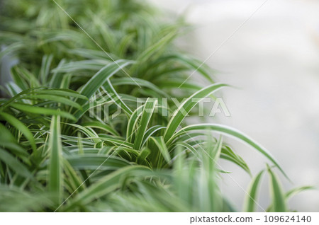 摺紙鶴蘭花 鶴蘭花 摺紙鶴蘭花 鶴蘭花 109624140