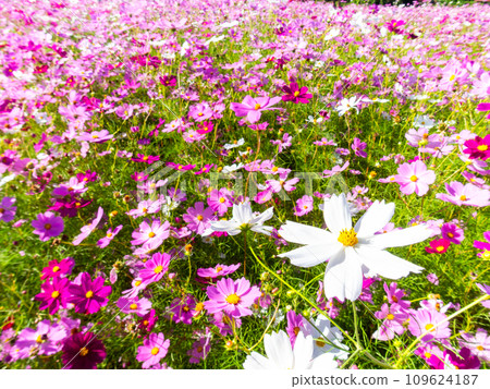 A bright, full-bloom cosmos field full of flowers under a clear autumn sky 109624187
