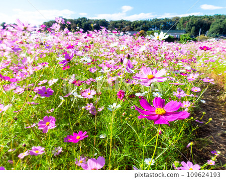 A bright, full-bloom cosmos field full of flowers under a clear autumn sky 109624193