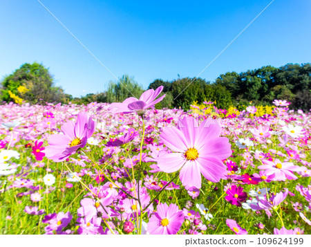 A bright, full-bloom cosmos field full of flowers under a clear autumn sky A bright, full-bloom cosmos field full of flowers under a clear autumn sky 109624199