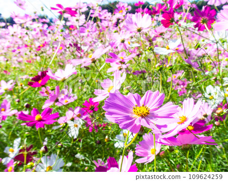 在秋日晴朗的天空下,一片明亮、盛開的波斯菊花田 在秋日晴朗的天空下,一片明亮、盛開的波斯菊花田 109624259