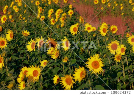 Sunflower full of energy Sunflower full of energy 109624372