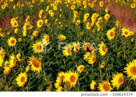 Sunflower full of energy 109624374