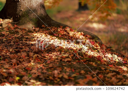 Autumn leaves trees Autumn leaves trees 109624742