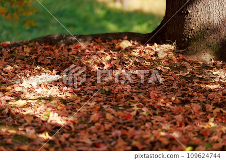 Autumn leaves trees 109624744