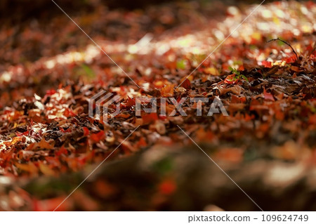 Autumn leaves trees 109624749