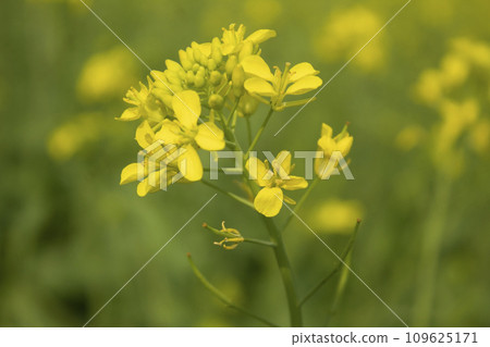 Beautiful mustard flower blossoms in the field Beautiful mustard flower blossoms in the field 109625171