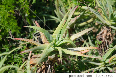 Aloe vera plant growing in garden closeup background Aloe vera plant growing in garden closeup background 109625390