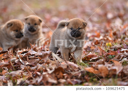 可愛的柴犬小狗坐在紅色的落葉中 109625475