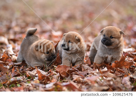 可愛的柴犬小狗坐在紅色的落葉中 109625476