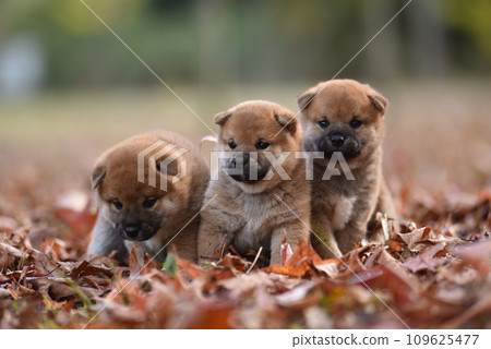 Cute Shiba Inu puppies sitting among red fallen leaves Cute Shiba Inu puppies sitting among red fallen leaves 109625477