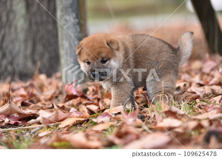 Shiba Inu puppy poops, cute Shiba Inu puppy poops, cute 109625478