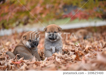 Three Shiba Inu puppies sitting in the autumn leaves 109625480