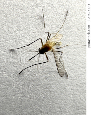 Mosquito isolated on white paper background Aedes aegypti Mosquito. Close up a Mosquito malaria Mosquito isolated on white paper background Aedes aegypti Mosquito. Close up a Mosquito malaria 109625483