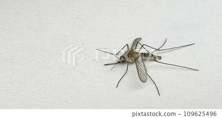 Mosquito isolated on white paper background Aedes aegypti Mosquito. Close up a Mosquito malaria Mosquito isolated on white paper background Aedes aegypti Mosquito. Close up a Mosquito malaria 109625496