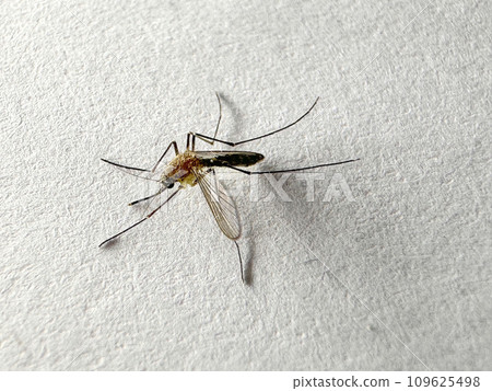 Mosquito isolated on white paper background Aedes aegypti Mosquito. Close up a Mosquito malaria 109625498