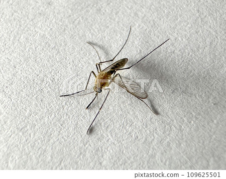 Mosquito isolated on white paper background Aedes aegypti Mosquito. Close up a Mosquito malaria Mosquito isolated on white paper background Aedes aegypti Mosquito. Close up a Mosquito malaria 109625501