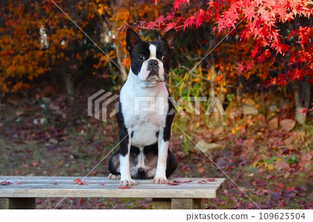 Mighty, a Boston terrier, looks cool as he sits in front of the beautiful autumn leaves in Moroyama Town ♡ Mighty, a Boston terrier, looks cool as he sits in front of the beautiful autumn leaves in Moroyama Town ♡ 109625504