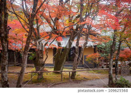 Autumn leaves of Yufuin gold scale lake Autumn leaves of Yufuin gold scale lake 109625568