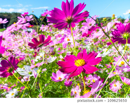 在秋日晴朗的天空下，一片明亮、盛開的波斯菊花田 109625650