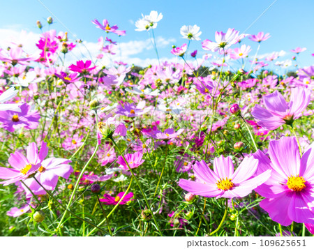 在秋日晴朗的天空下,一片明亮、盛開的波斯菊花田 在秋日晴朗的天空下,一片明亮、盛開的波斯菊花田 109625651